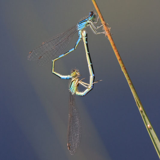 Coenagrion scitulum (Dainty Damselfly) in cop 2.JPG